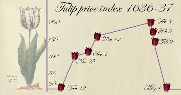 Sự phát triển của hoa Tulip trong giai đoạn 1636 - 1637